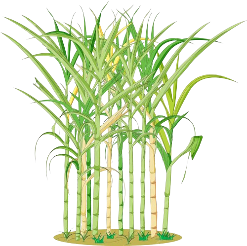 Sugarcane Bagasse